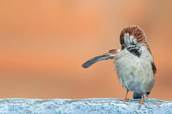 Moineau Domestique Faisant Preen Sur Mur Blanc — Photo