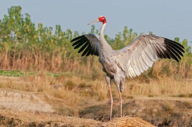 Sarus turnası kanatlarını çırpıyor.