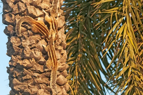 Indian palm squirrels showing love on a date tree