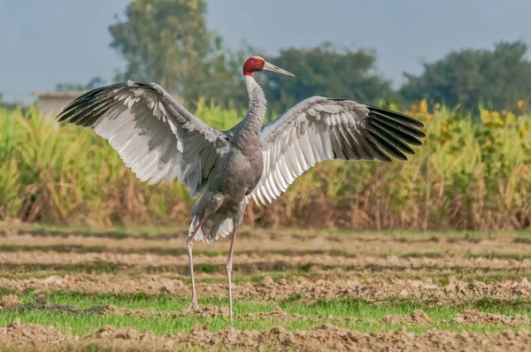 Sarus Jeřáb Třepetající Křídly Poli — Stock fotografie