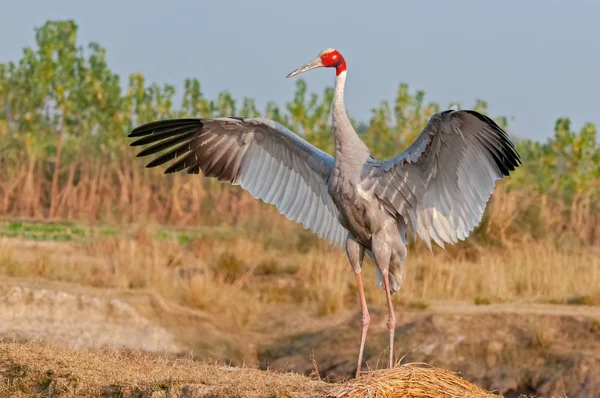 Saruskranich Flattert Mit Flügeln Auf Dem Feld — Stockfoto