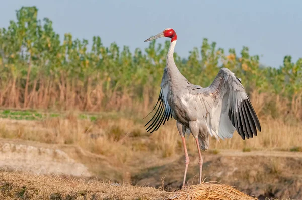 Żuraw Sarus Trzepocze Skrzydłami Polu — Zdjęcie stockowe