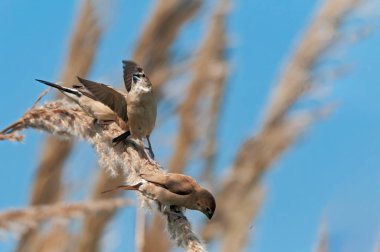 Hint gümüşü gagası kalkışa hazır.