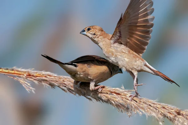 Indisches Silbertablett Bereit Für Den Abflug Aus Dem Busch — Stockfoto