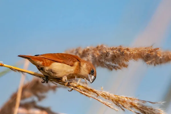 Indischer Silberling Ernährt Sich Von Einem Strauch Goldenem Licht — Stockfoto