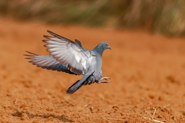 Pigeon Sauvage Débarquant Rapidement Sur Terrain — Photo