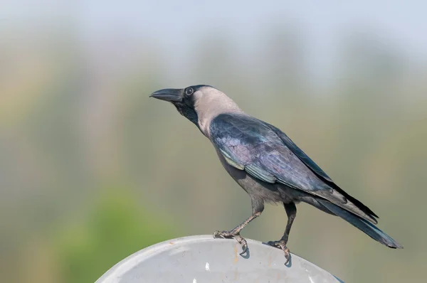 House Crow Uçak Arka Planına Karşı Bir Çanağında Oturuyor — Stok fotoğraf