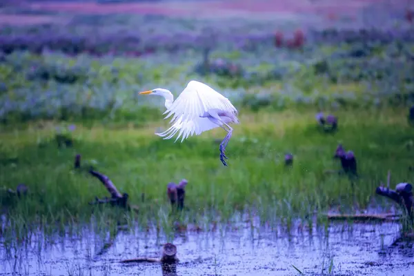 Héron Volant Dessus Lac Marécageux — Photo