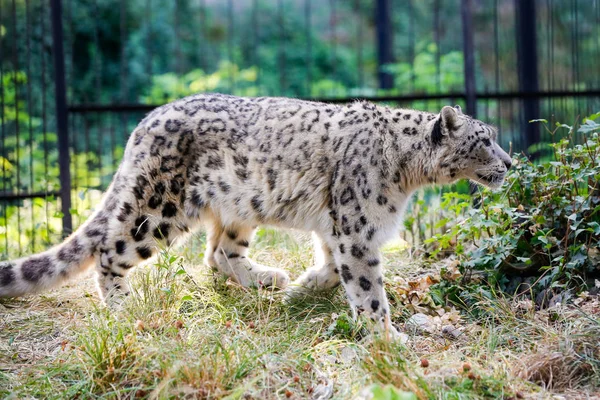 Snow Leopard Sétál Végig Kerítésen Állatkertben — Stock Fotó