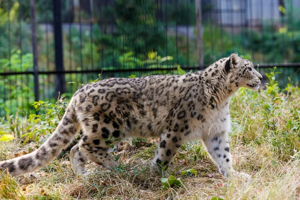 Leopardo Neve Caminha Longo Cerca Zoológico — Fotografia de Stock