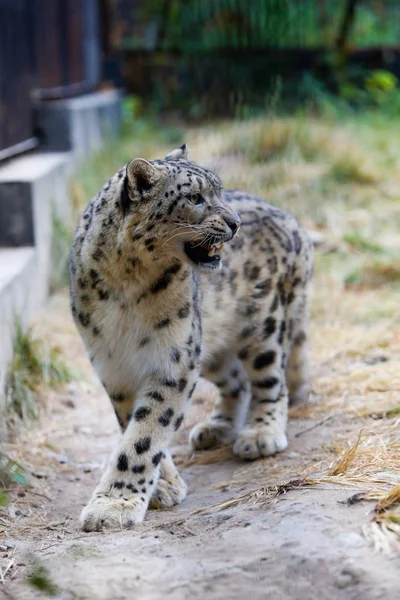 Leopardo Nieve Camina Largo Valla Zoológico — Foto de Stock