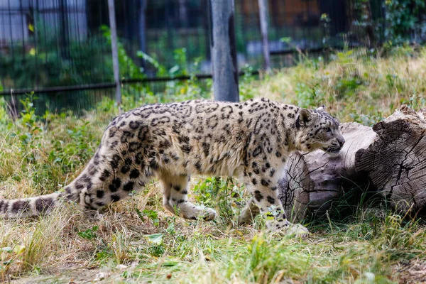 Snow Leopard Sétál Végig Kerítésen Állatkertben — Stock Fotó