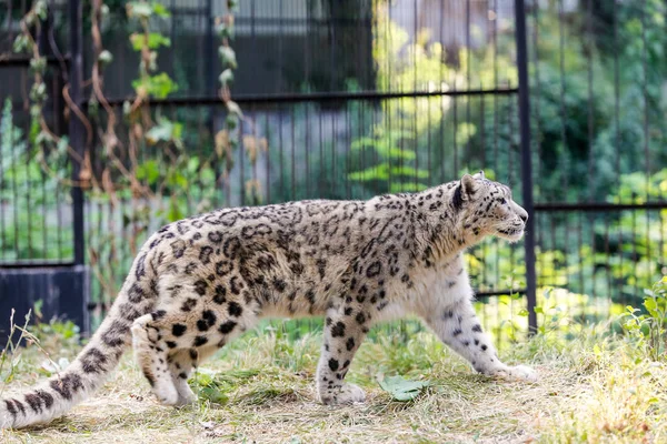 Leopardo Nieve Camina Largo Valla Zoológico — Foto de Stock