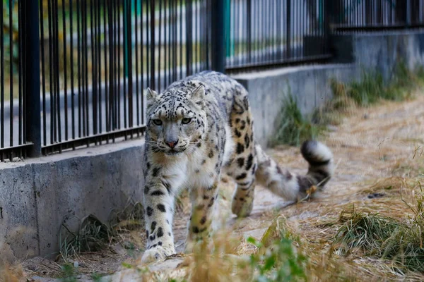 Leopardo Neve Caminha Longo Cerca Zoológico — Fotografia de Stock