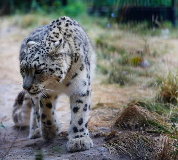 Snow Leopard Sétál Végig Kerítésen Állatkertben — Stock Fotó