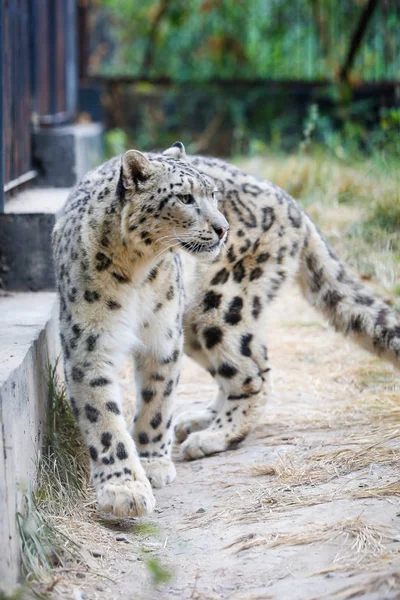 Snow Leopard Spacery Wzdłuż Ogrodzenia Zoo — Zdjęcie stockowe