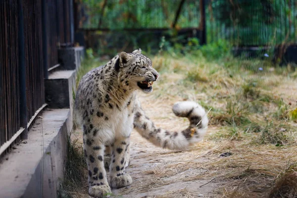 Snow Leopard Spacery Wzdłuż Ogrodzenia Zoo — Zdjęcie stockowe