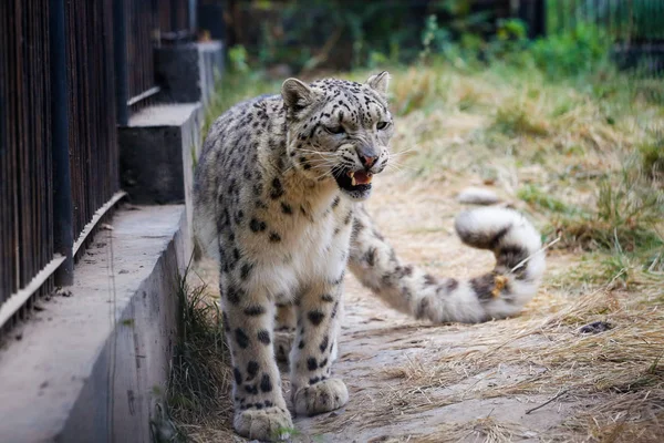 Snow Leopard Går Längs Staketet Zoo — Stockfoto