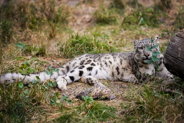 Snow Leopard Gömmer Sig Ett Bakhåll Bland Växter — Stockfoto