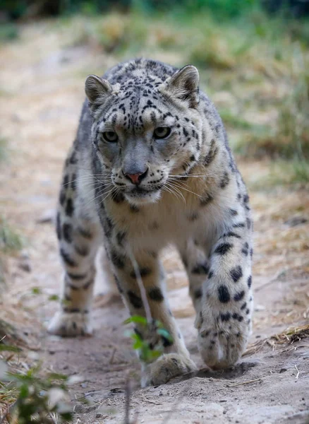 Retrato Leopardo Neve Fundo Natureza — Fotografia de Stock