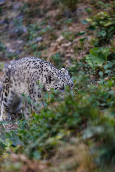 Snow Leopard Ukrywa Się Zasadzce Wśród Roślin — Zdjęcie stockowe