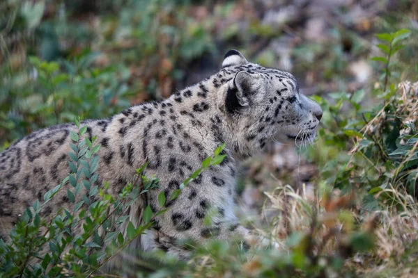 Leopardo Las Nieves Escondido Una Emboscada Entre Plantas — Foto de Stock