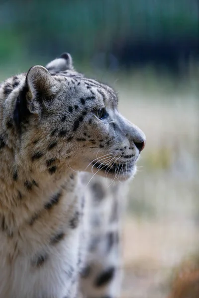 Leopardo Nieve Perfil Sobre Fondo Naturaleza — Foto de Stock