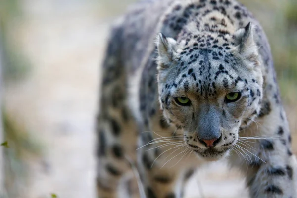 Retrato Leopardo Nieve Sobre Fondo Natural — Foto de Stock