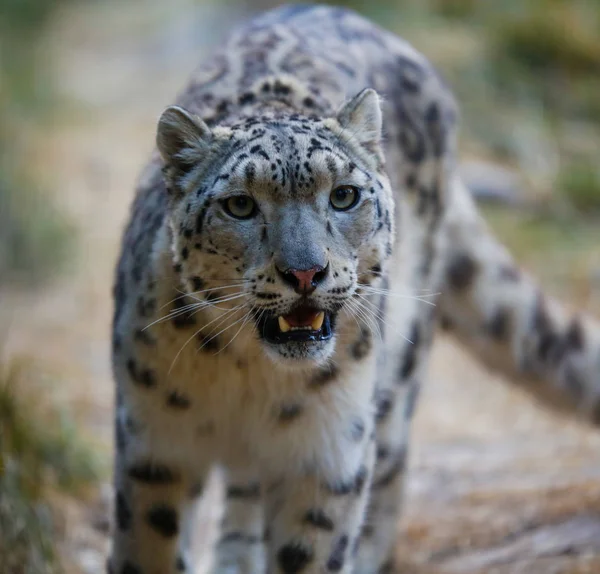 Retrato Leopardo Nieve Sobre Fondo Natural — Foto de Stock