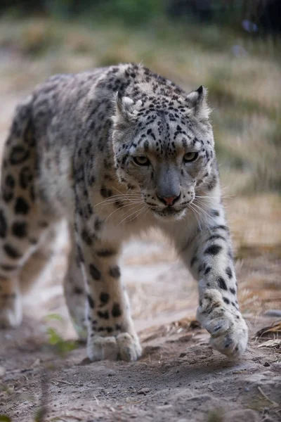 Snow Leopard Porträtt Med Öppen Mun Och Huggtänder — Stockfoto