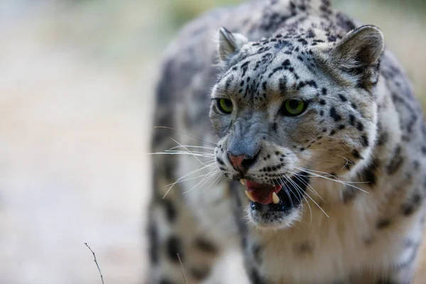 Snow leopard portrait with open mouth and fangs