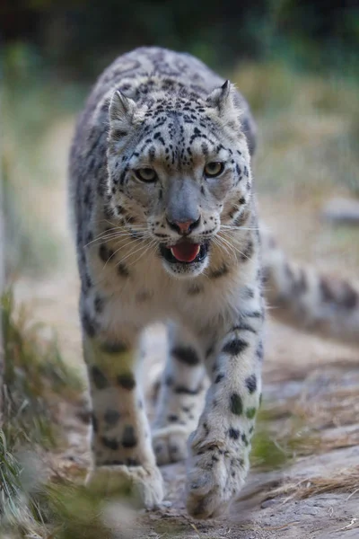 Leopardo Nieve Camina Por Suelo — Foto de Stock