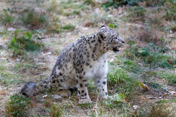 Snow Leopard Grunha Ameaçadoramente Quer Atacar — Fotografia de Stock