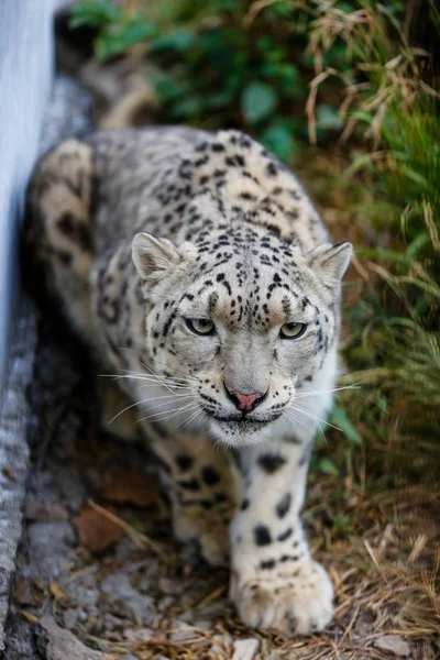 Neve Leopardo Closeup Retrato — Fotografia de Stock