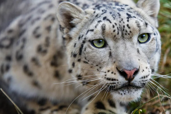 Retrato Primer Plano Leopardo Nieve — Foto de Stock