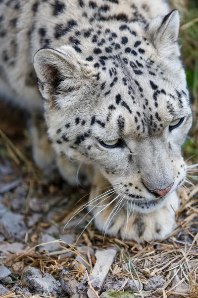 Neve Leopardo Closeup Retrato — Fotografia de Stock