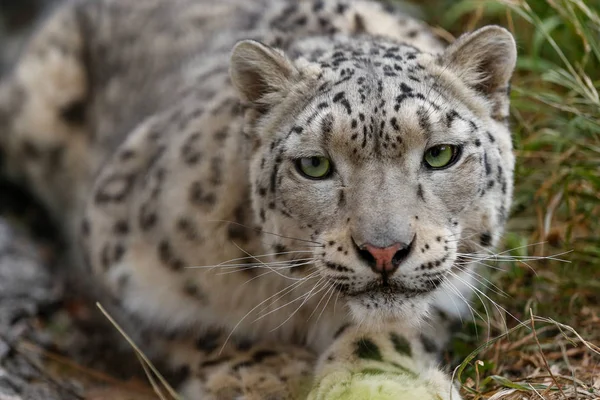Portret Bliska Snow Leopard — Zdjęcie stockowe