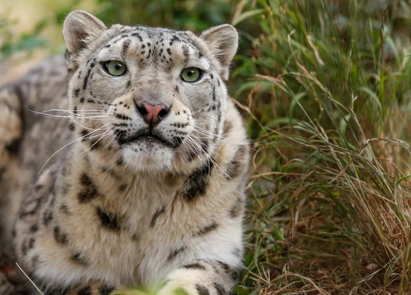 Neve Leopardo Closeup Retrato — Fotografia de Stock