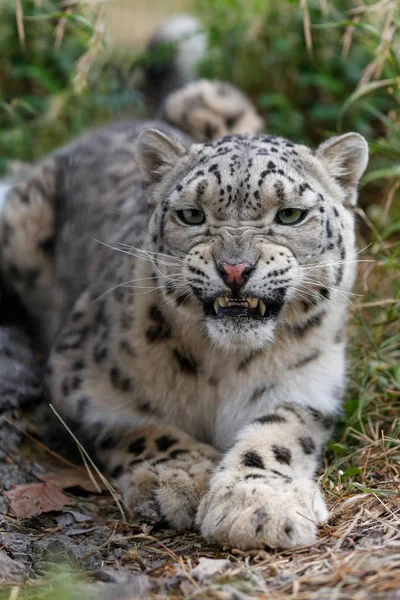 Snow Leopard Grogne Menaçant Veut Attaquer — Photo