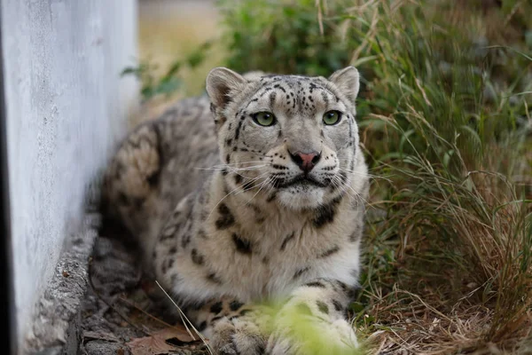 Snow Leopard Nyugalmi Vértes Portré — Stock Fotó