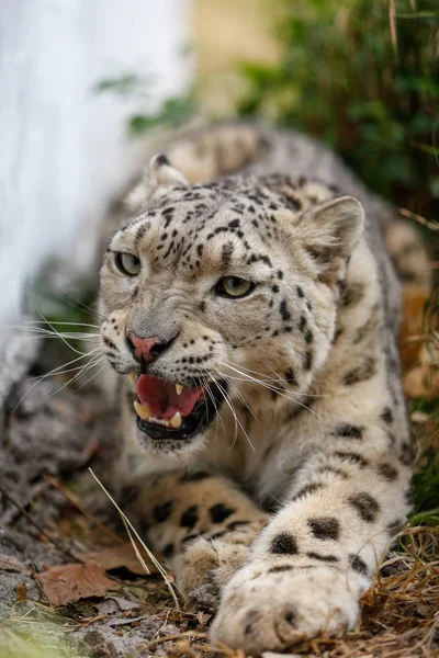 Snow Leopard Morgás Fenyegetően Azt Akarja Hogy Támadást — Stock Fotó