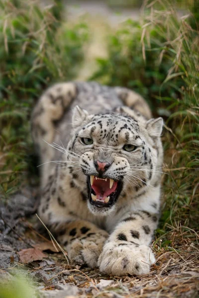 Snow Leopard Gruñe Amenazadoramente Quiere Atacar — Foto de Stock