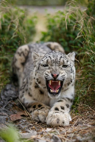 Snow Leopard Gruñe Amenazadoramente Quiere Atacar — Foto de Stock