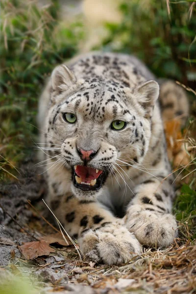 Snow Leopard Grunha Ameaçadoramente Quer Atacar — Fotografia de Stock
