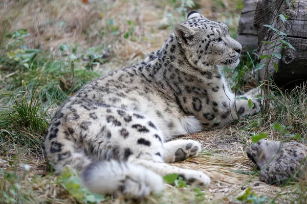 Leopardo Nieve Descansando Retrato Primer Plano — Foto de Stock