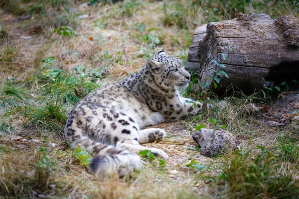 Leopardo Nieve Descansando Cerca Tronco — Foto de Stock