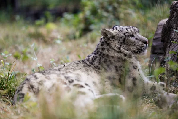 Leopardo Nieve Descansando Cerca Tronco —  Fotos de Stock