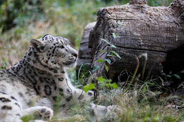 Сніговий Леопард Відпочиває Біля Колоди — стокове фото