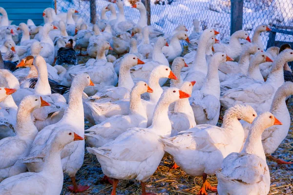 Manada Gansos Domésticos Patos Una Granja — Foto de Stock