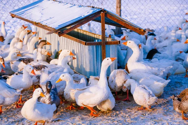 Manada Gansos Domésticos Patos Una Granja — Foto de Stock